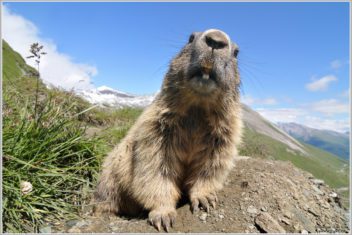 Alpenmurmeltier-(Marmota-marmota)8