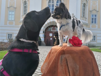 hunde--58f1